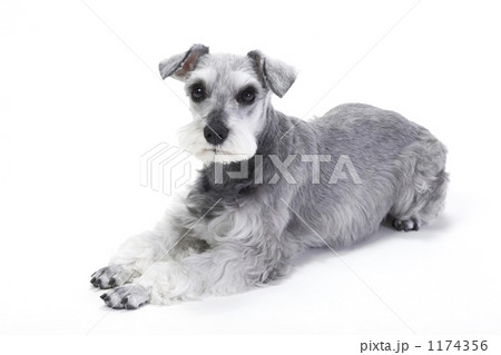 ミニチュアシュナウザー ミニチュアシュナウザー 1174356
