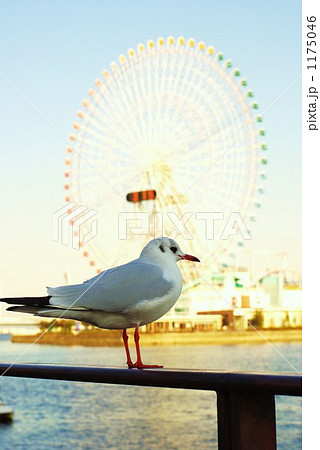 一羽のカモメ 1175046