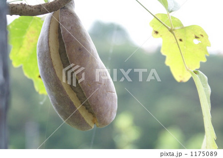 食べ頃のあけび 1175089