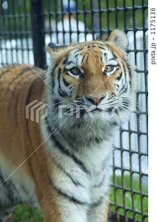 トラ 1175136