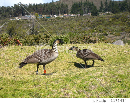 ハワイの州鳥　２羽のネネ 1175454
