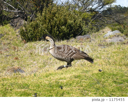 ハワイの州鳥 ネネ ハワイの州鳥 ネネ 1175455
