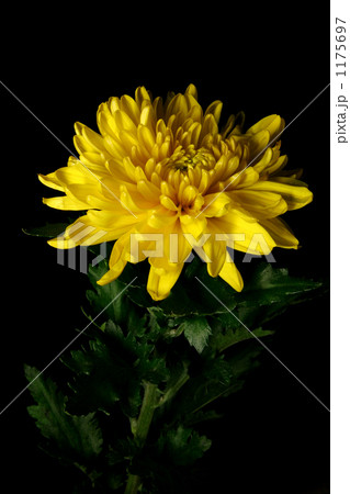 菊 1175697