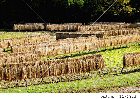 自然乾燥の「はせがけ」のお米と田んぼイメージ 自然乾燥の「はせがけ」のお米と田んぼイメージ 1175823