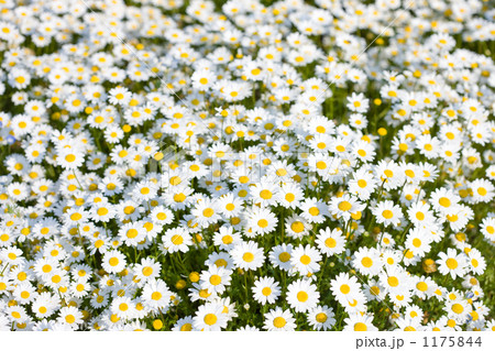 ノースポールの花 1175844