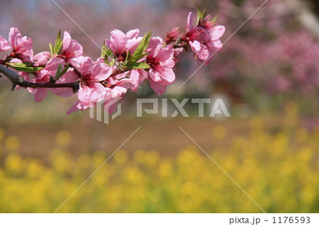 菜の花畑バックの一枝の桃の花 1176593