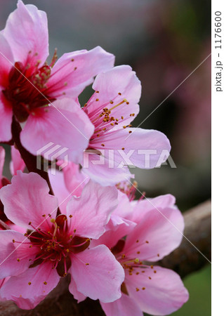 果樹園の桃の花 果樹園の桃の花 1176600