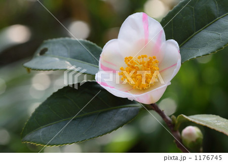 ツバキ属の交配種‘春待姫’ 1176745
