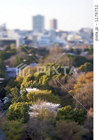 東宮御所の桜 1176752