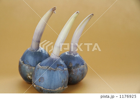 慈姑 慈姑 1176925