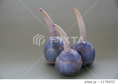 慈姑 慈姑 1176932