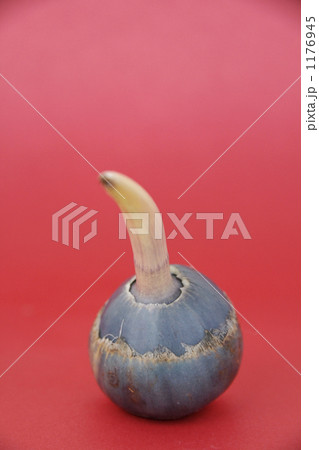 慈姑 慈姑 1176945