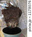 薔薇の植え替え準備で鉢植えから抜きます。 1178076