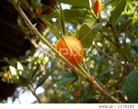 くちなしの実 くちなしの実 1178283