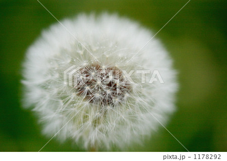 綿毛の中の小さな雨粒 1178292