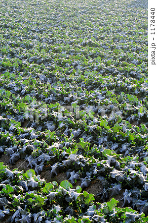野菜畑 野菜畑 1178440