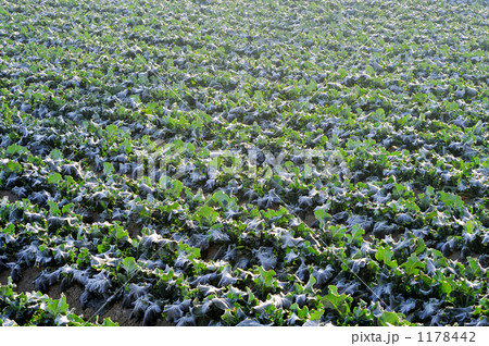 野菜畑 野菜畑 1178442