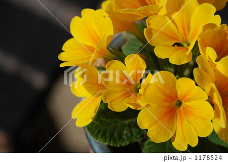 黄色い花プリムラ 1178524