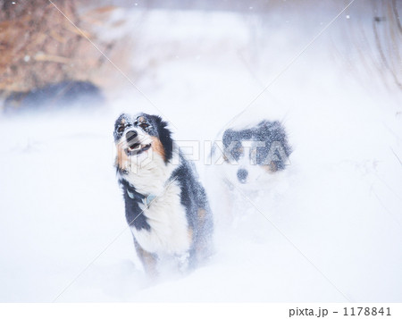 吹雪の中にて 吹雪の中にて 1178841