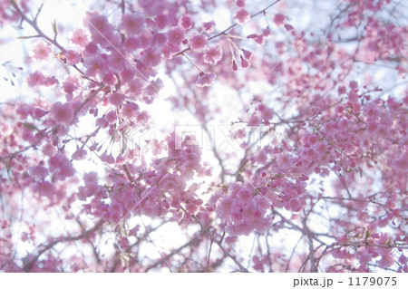 桜 1179075