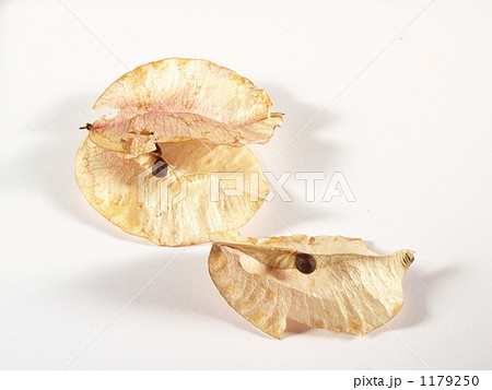 タイワンモクゲンジの袋実（タネ） 1179250