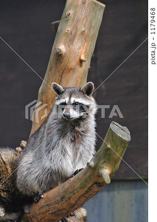 アライグマのポートレート 1179468