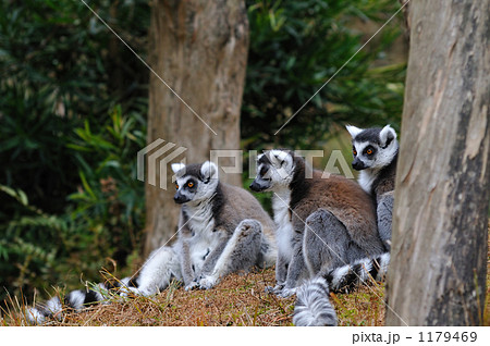 メガネザルのグループ 1179469
