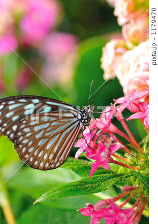蝶の楽園 蝶の楽園 1179470