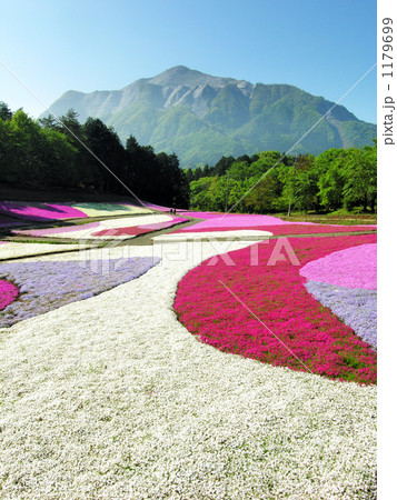 春色の紋様と新緑の武甲山 1179699