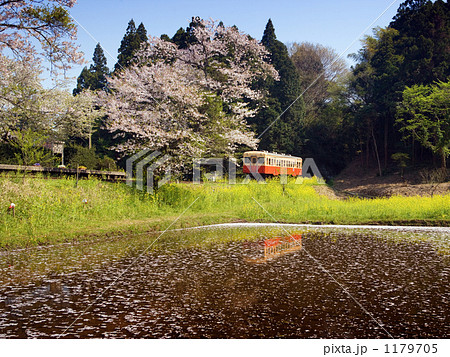 桜と菜の花を行く小湊鉄道 1179705