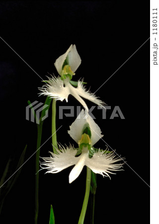 サギ草、空を飛ぶ鳥のごとく 1180111