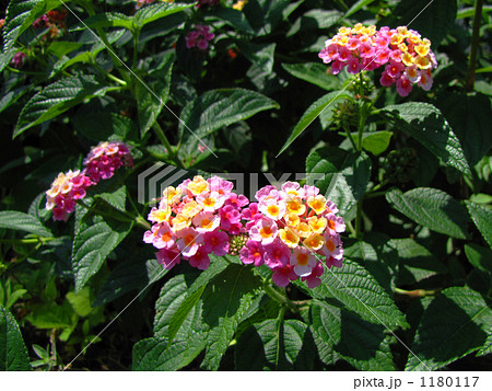 ランタナ ランタナ 1180117