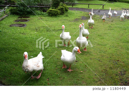 あひるの行進 1180449