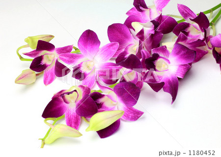 デンファレ デンファレ 1180452