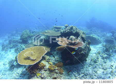 シパダン島のテーブル珊瑚 1180805