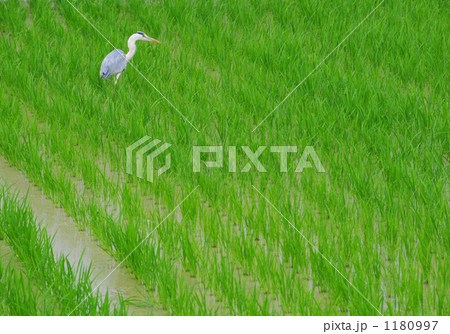 アオサギ 1180997