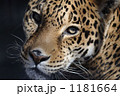 ジャガー 1181664