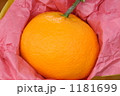 みかん 1181699