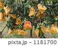 みかん 1181700