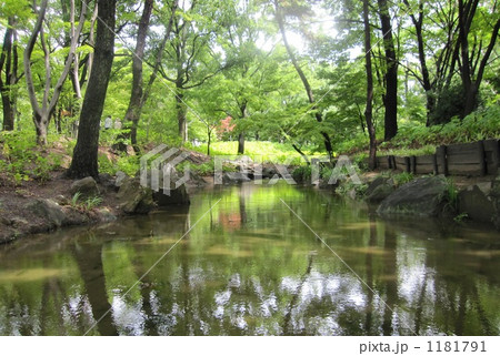 都会の中の自然 1181791