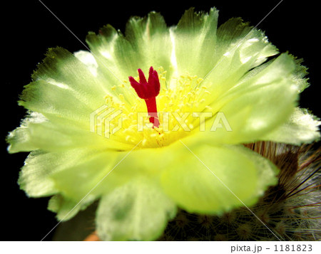 サボテンの花 サボテンの花 1181823