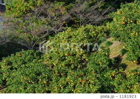 日のあたるミカン山 日のあたるミカン山 1181923