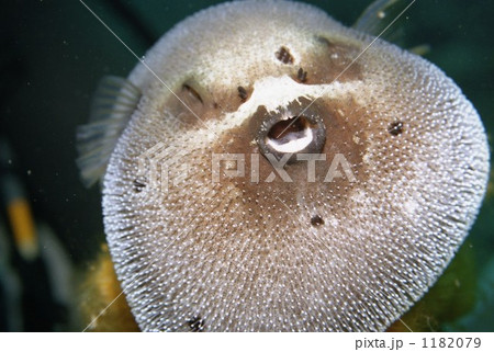 ふっくらふぐ 1182079