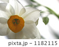 水仙 1182115