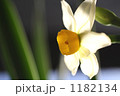 水仙 1182134