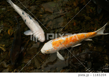 鯉 1183204