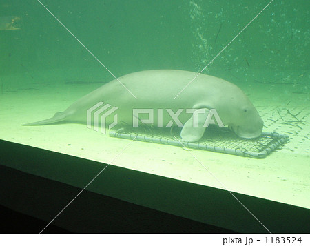 鳥羽水族館のジュゴンの写真素材