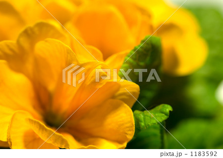 プリムラジュリアン 1183592