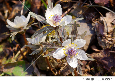 セツブンソウ 1183997