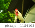 オナガドリ　にわとり 1184103